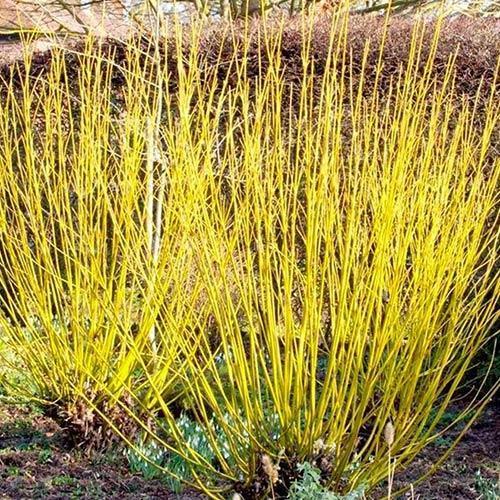 Cornus Stolonifera Flaviramea Sarı Süs Kızılcığı 120-150 cm