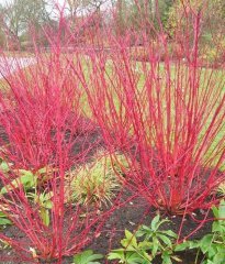 Cornus Alba 'Sibirica' Kırmızı Dallı Süs Kıızlcığı 150-200 cm