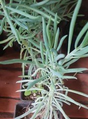 Senecio Serpens Succulent Tüylü Çiçekli Kaktüs