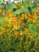 Sarı Çiçekli Siyah Meyveli Altın Frenk üzümü (Ribes Aureum)