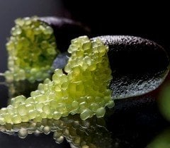 Finger Lime ( Avustralya Parmak Limonu) 40-70 cm