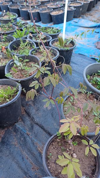 Akebia quinata (Çikolata Sarmaşığı) Fidanı 30 cm