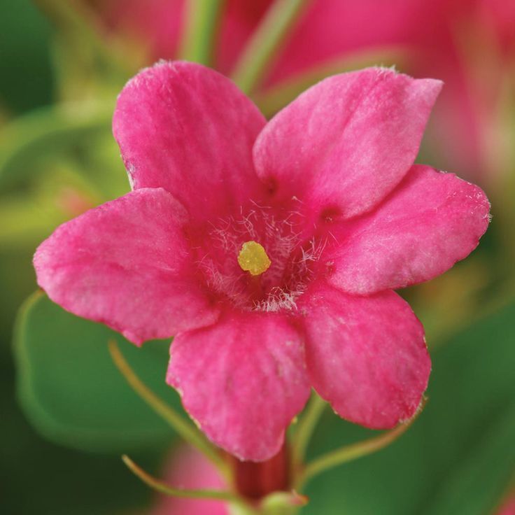 Jasminum Beesianum -Kırmızı Yasemin Fidanı