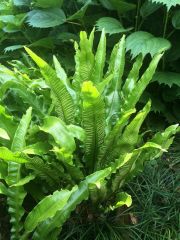 (Phyllitis scolopendrium) ( Sığırdili-Geyik Dili )