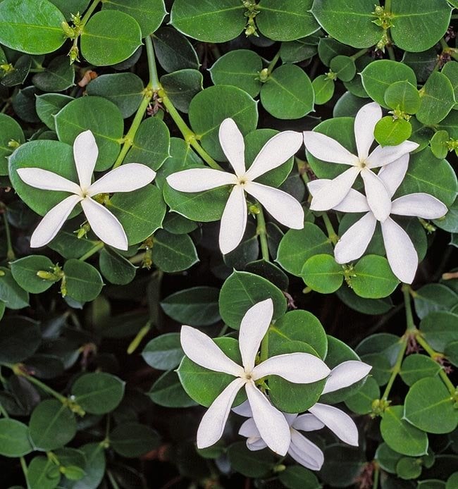 Carissa Macrocarpa-Natal Eriği Fidanı 30 cm