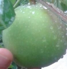 Pamuk Elma Fidanı 130-180 cm-Tüplü