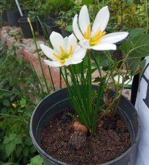 Beyaz zıpçıktı - Rain Lily, Zephyranthes Atamasca