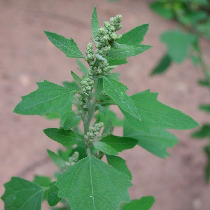 Sirken Otu (Chenopodium Album)