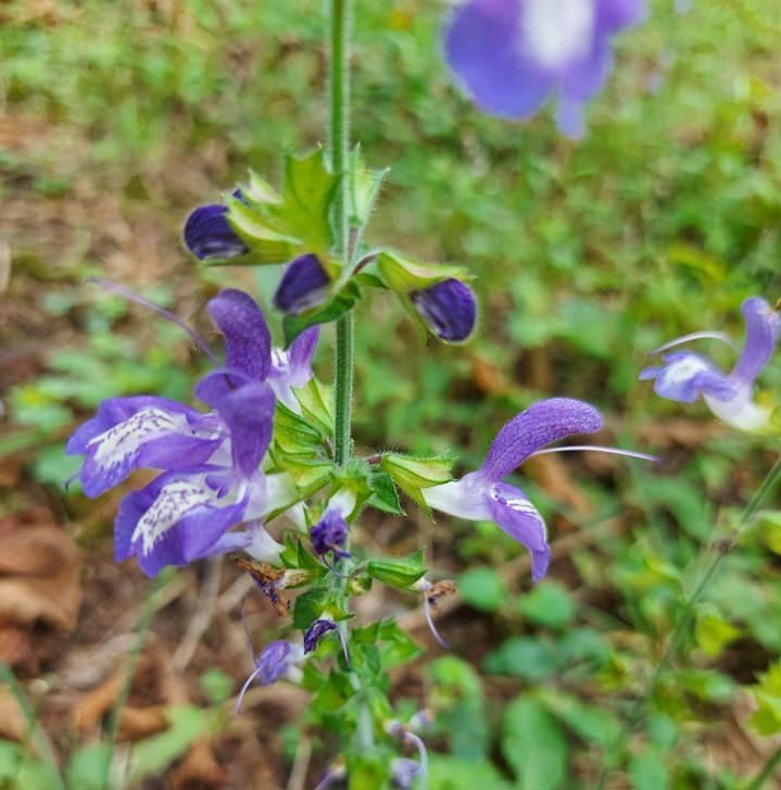 Salvia Forskahlei (Dolmayaprağı)