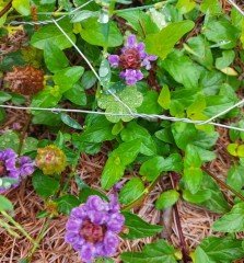 Prunella Vulgaris ( Yara Otu-Gelinciklemeotu )