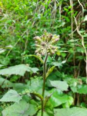 Prenanthes Petiolata Eğik Çiçek Bitkisi