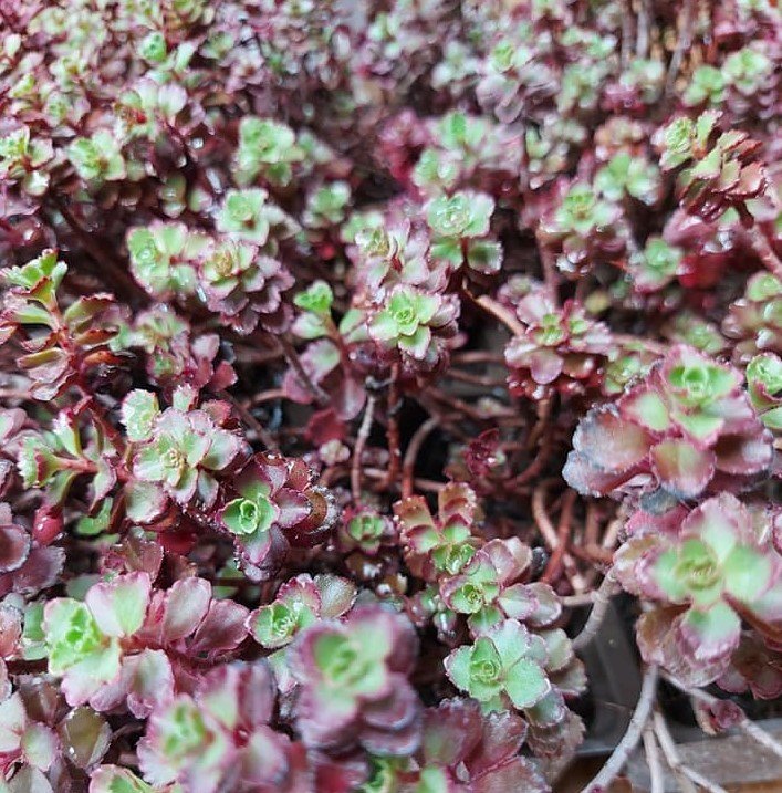 Pembe Yıldız Sedum Fidesi Stoloniferum