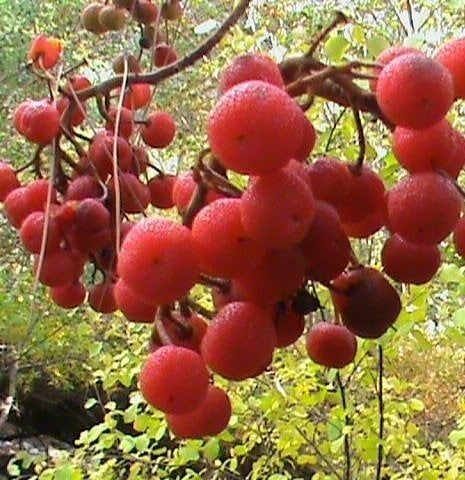 Arbutus Andrachne (Sandal Ağacı) Fidanı 20-30 cm