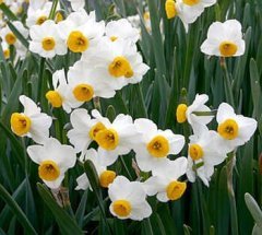 Narcissus tazetta - Nergis Kokulu-Canlı Bitki