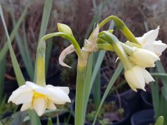 Narcissus tazetta - Nergis Kokulu-Canlı Bitki