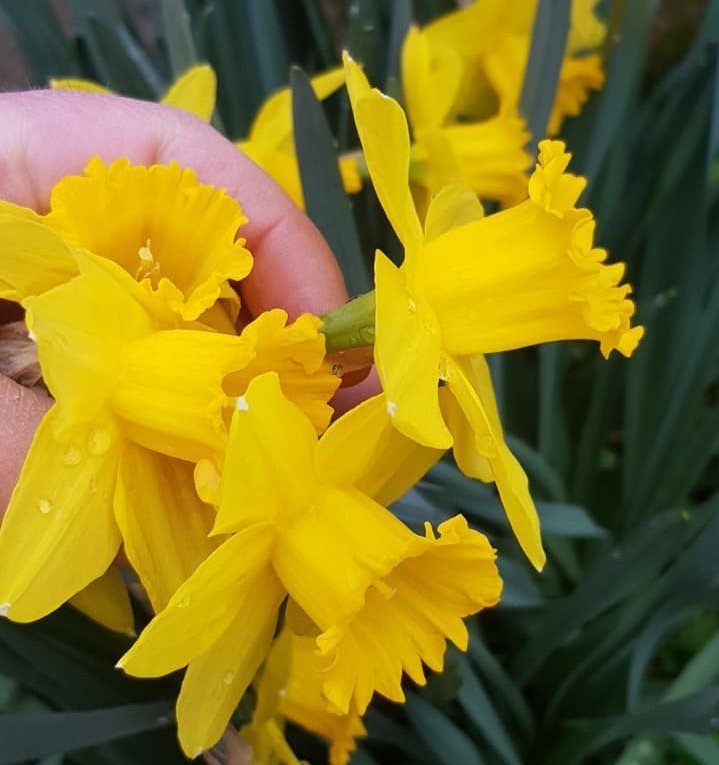 Narcissus Yellow Trumpet-Her Saksıda Bol Çiçekli 3-4 Adet canlı bitki mevcuttur