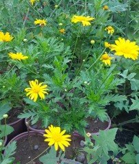 Euryops Pectinatus- Sarı Papatya Fidanı-Üzeri Bol Çiçekli