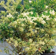 Ligustrum Jap Texanum Var-Alaca Yaprak Ligustrum Fidanı-150-200 cm