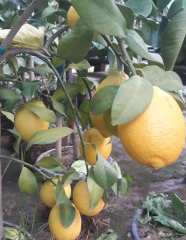 Aydın Limonu Fidanı 3-4 Yaş 180-220 cm