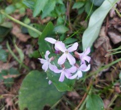 Cardamine Bulbifera, Coralroot bittercress, Dişlikök