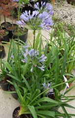 Afrika Zambağı (Agapanthus) Saksılı-Mavi Çiçekli