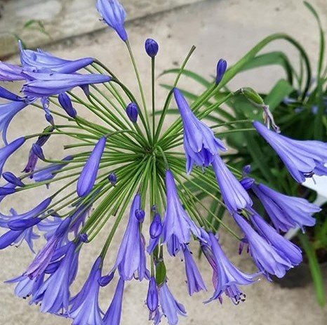 Afrika Zambağı (Agapanthus) Saksılı-Mavi Çiçekli