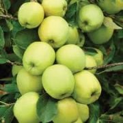Golden Elma Fidanı 7-8 Yaş 230-270 cm-Gövde Çevresi 12-16 cm