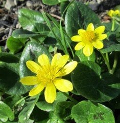 Ranunculus Ficaria-Basur Otu-Arpacık Salebi