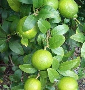 Lime (Meksika Misket Limonu) Bodur 20-25 cm