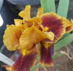 İris-Süsen Tall bearded Iris Germanica Broadway Star