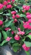 Dikenler Tacı (Euphorbia Milii)