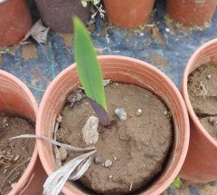 Pescara Saksı Tipi Glayöl Bitkisi ithal Gladiolus Saksılı Canlı Bitki