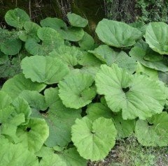 Petasites Hybridus-Kabalak Otu Fidanı