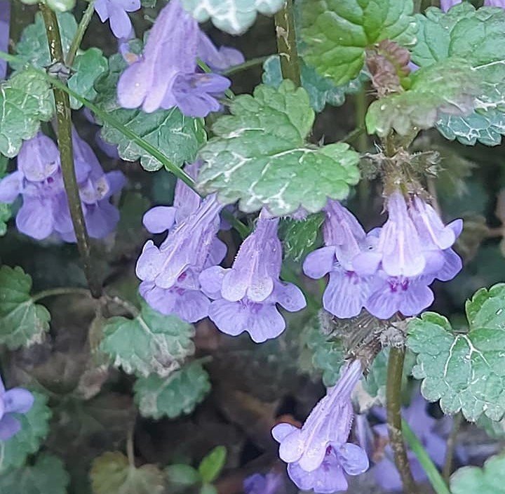 Glechoma Hederacea (Yernanesi) Fidanı