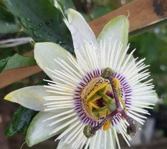 Passiflora White Mirror Fidanı