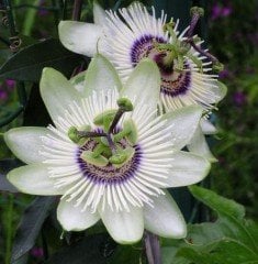 Passiflora White Mirror Fidanı