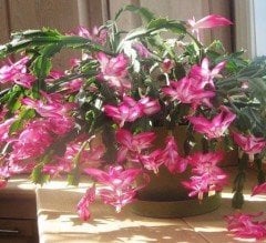 Rhipsalidopsis Gaertneri-Easter Cactus (Paskalya Kaktüsü)