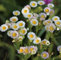 Erigeron Annuus (Hemşin Şifaotu)