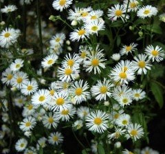 Erigeron Annuus (Hemşin Şifaotu)