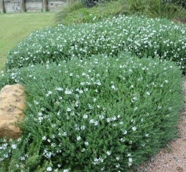 Westringia Fruticosa-Sahil Biberiyesi 60-100 cm