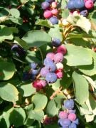 Saskatoon Berry (Amelanchier Ovalis) 120-150 cm-Çiçekli