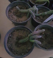 Rhipsalis Policarpa Cactus 15-20 cm