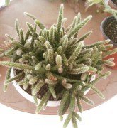 Rhipsalis Policarpa Cactus 15-20 cm