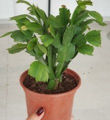 Schlumbergera (Yılbaşı kaktüs) 30-40 cm