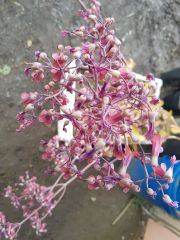 Kalanchoe Daigremontiana (Aşkın Gözyaşları-Binlerin Anası)  80-100 cm