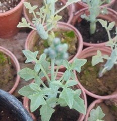 Senecio Kleiniiformis