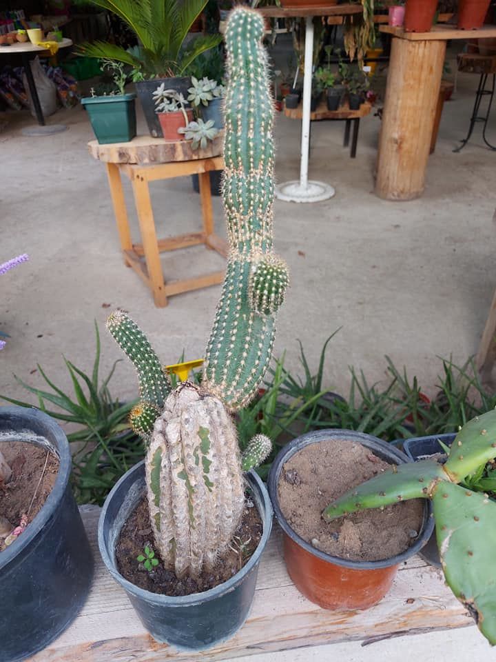 Echinopsis Oxygona(Kaktüs) Anaç Kaktüs