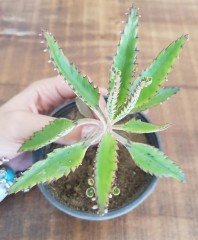 Kalanchoe Daigremontiana (Aşkın Gözyaşları)