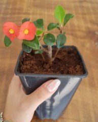 Euphorbia Geroldii (Dikensiz Sütleğen)- 20 cm