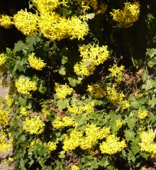 Senecio Tamoides-Melissa Sarmaşık Fidanı Anaç Çiçek Açan Fidan 100-170 cm